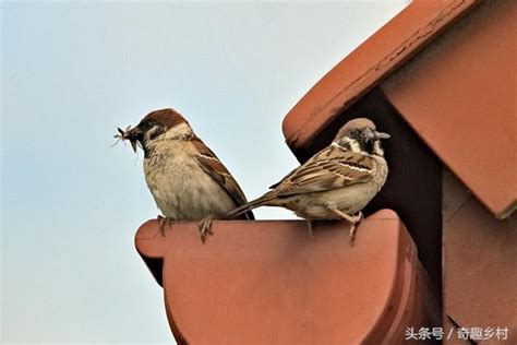 鳥飛進 家裡 代表什麼|小鳥闖入屋內寓意